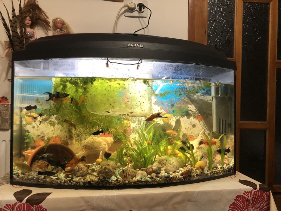 Vand acvariu  45 L