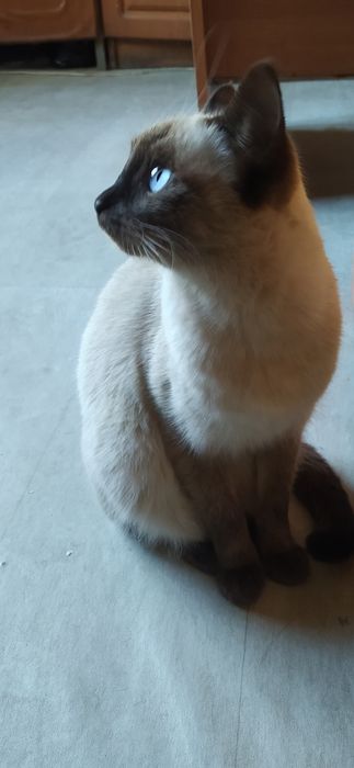 Кошка сиамская синеглазка