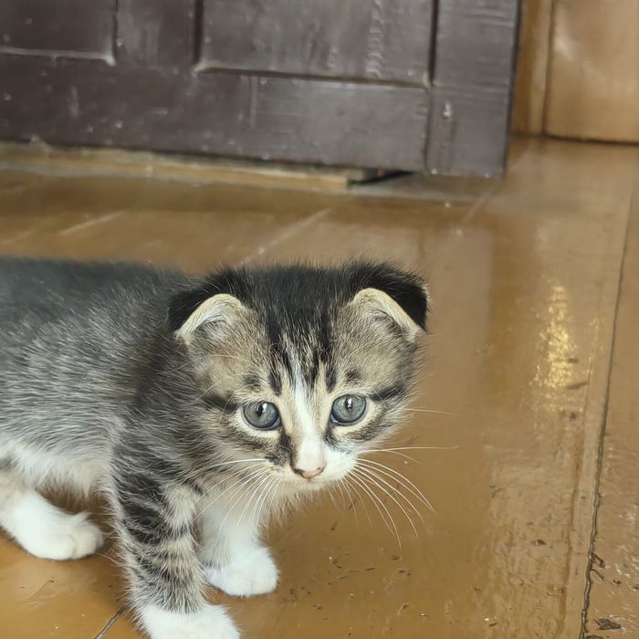 Продам котят вислоухие