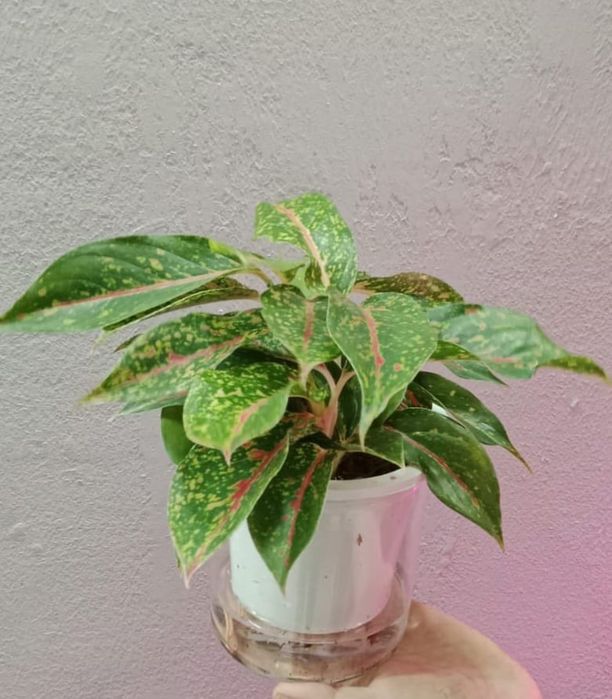 Продам комнатные растения