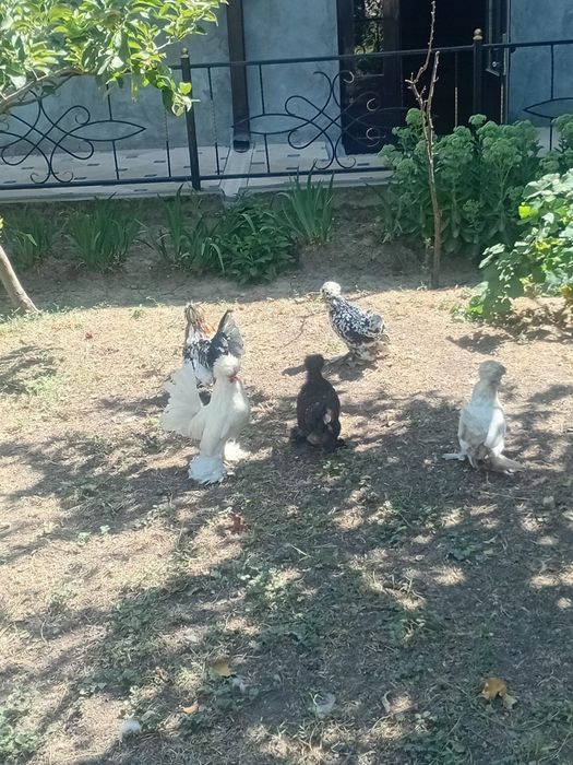 Японский султанка кораз тоук