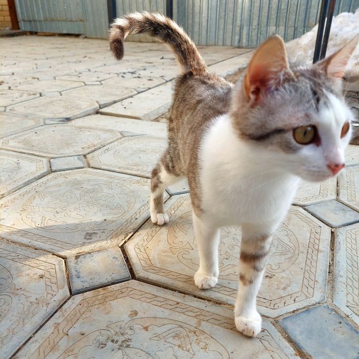 Кошка умная девочка