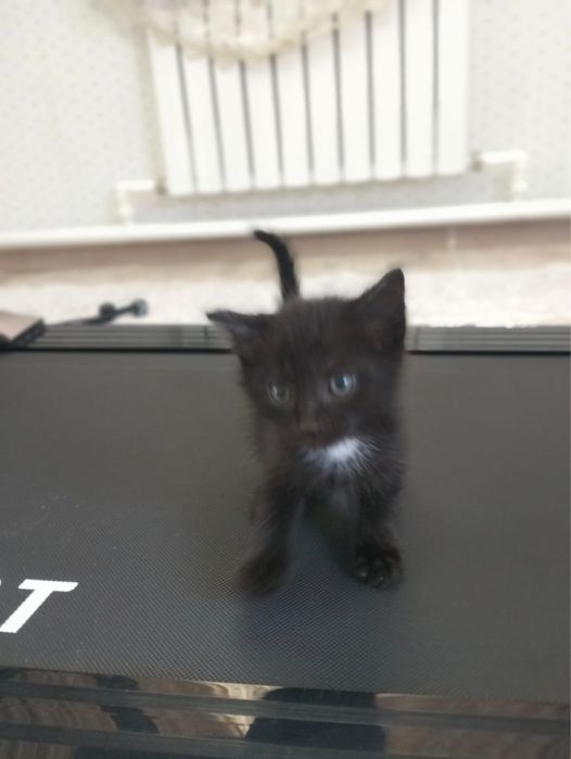 Отдам котят в добрые руки