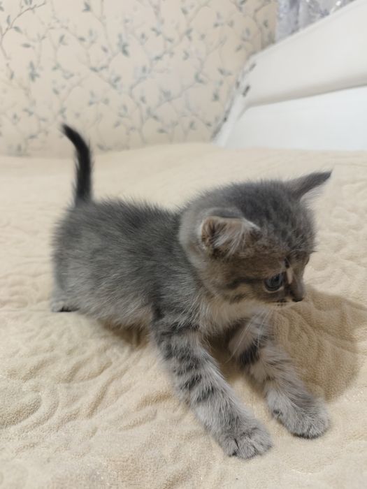 Отдам котят бесплатно