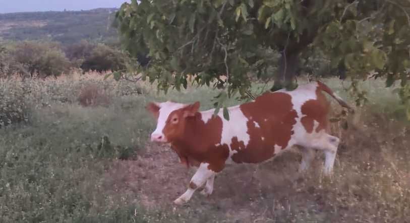 Vând junică gestantă
