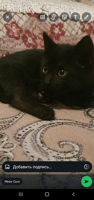 Отдам котёнка в добрые руки