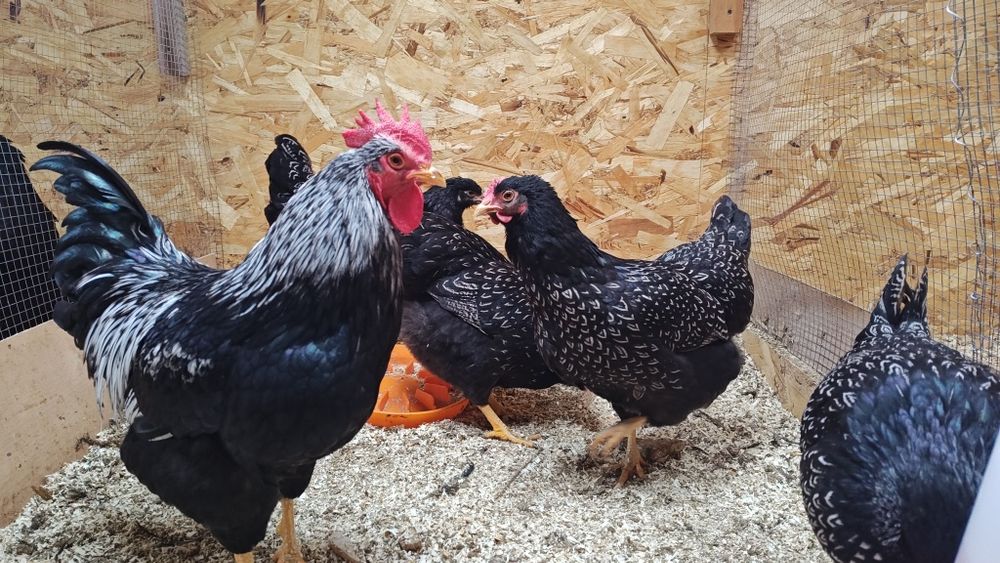 Барневельдер серебристый тухумлари