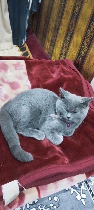 skottish strayt ogil