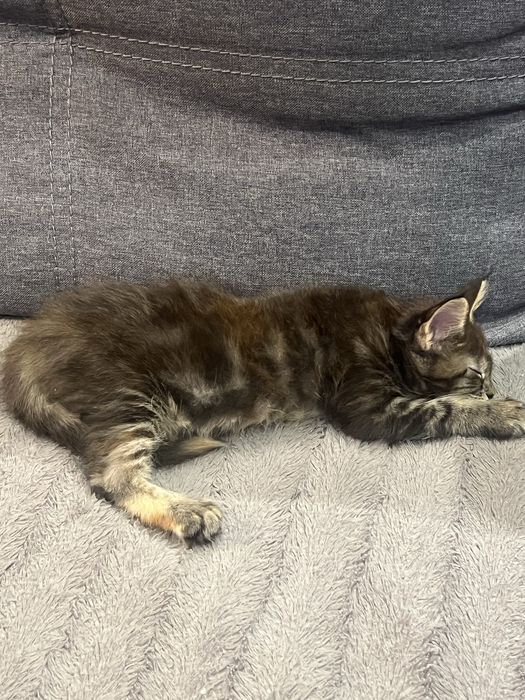 Продам шикарных котят.