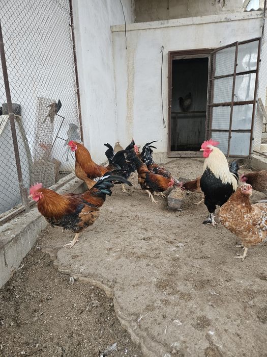 Әтеш бір жылдық сатылады