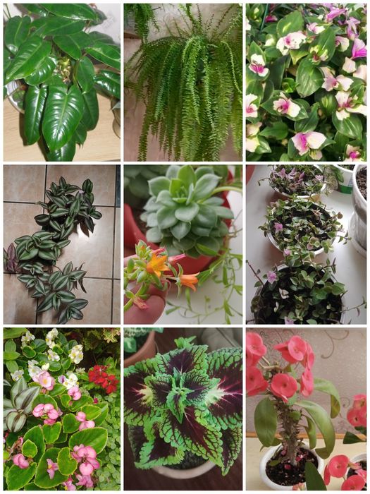 Продам цветы домашнии