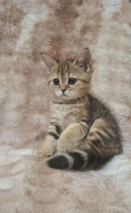 девочки скотиш страйт мраморная золотая шиншила