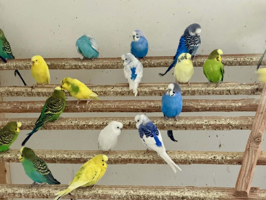 Vând Peruși și Micul și Marele Alexander