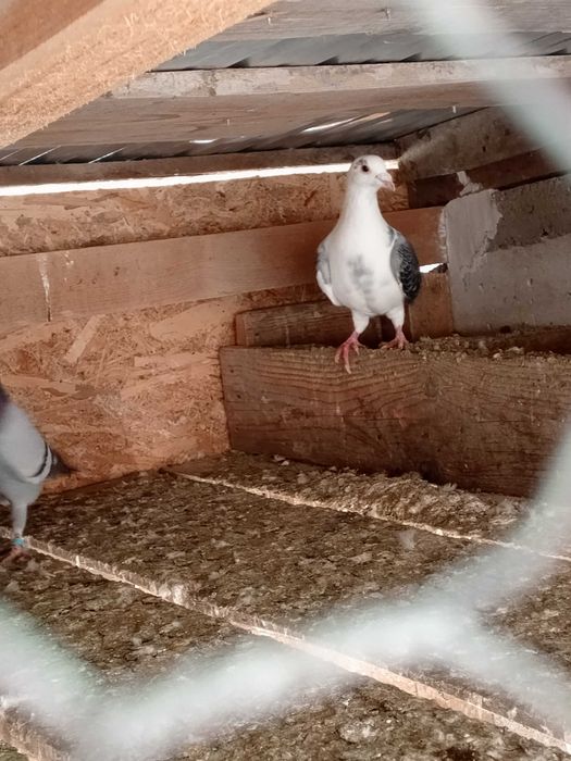 Porumbei de vânzare