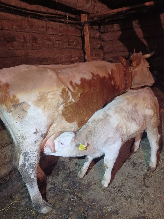 Vaca de vânzare cu vițel Belgian