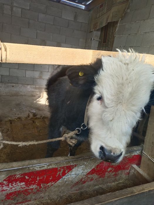 Продаю бычка 8 месячный