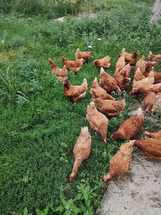 Găini roșii ouătoare