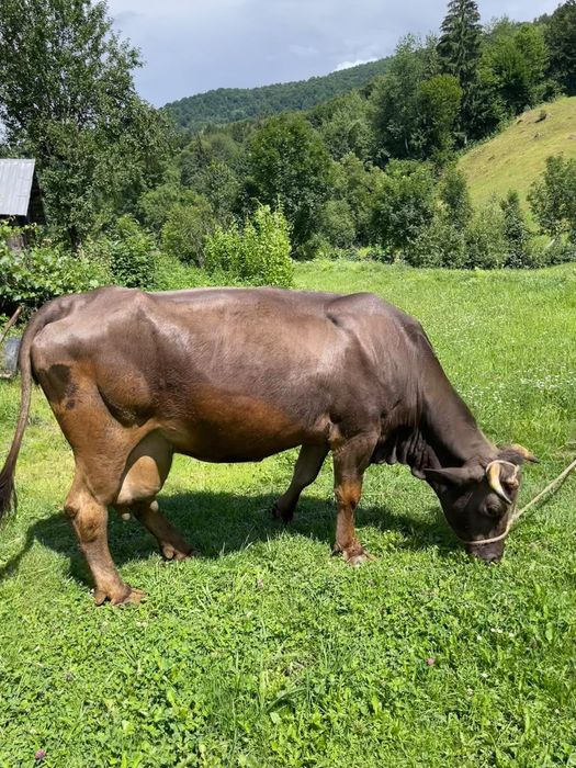 Vacă gestantă de vânzare în 40 săptămâni,are 5 ani