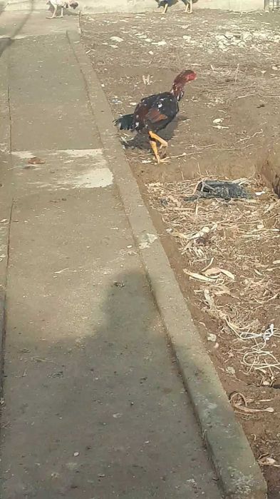 Дакандар срочно сатылады