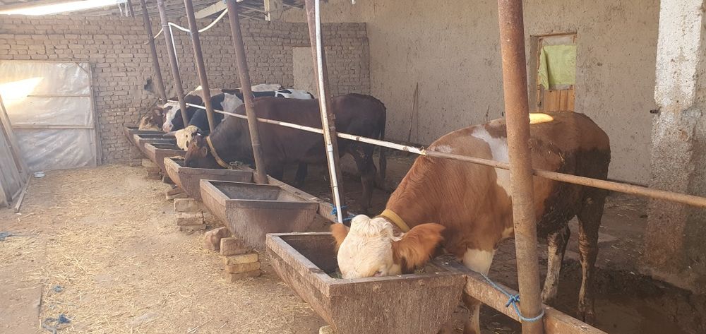 Ferma turar joy maydoni turar 6600 kv