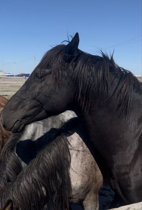 Айгыр жеребец қара