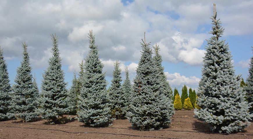 Голубая ель, зеленая ель с посадкой