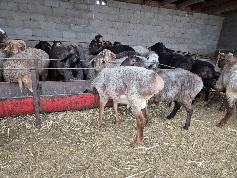 Бордақыланған тоқтылар