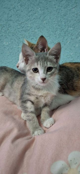 Мехрибон кулларга мушук боласи