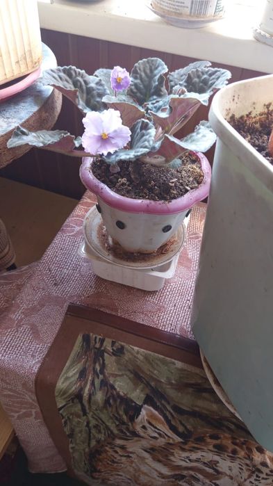 Фиалки на выбор цена СУПЕР