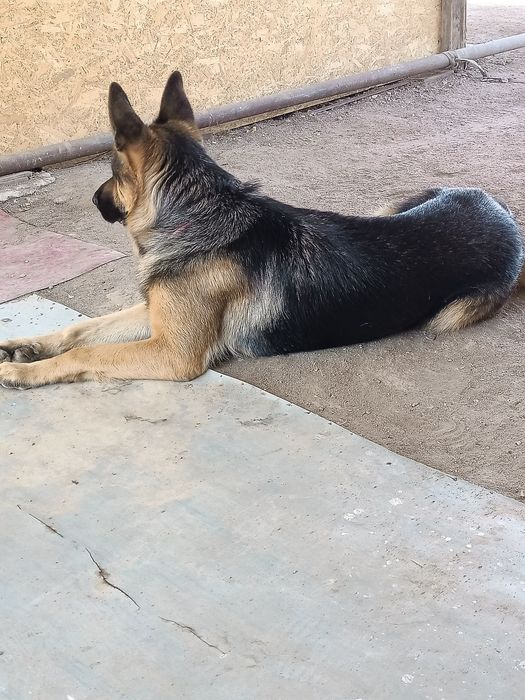 Овчарка кобель для вязки