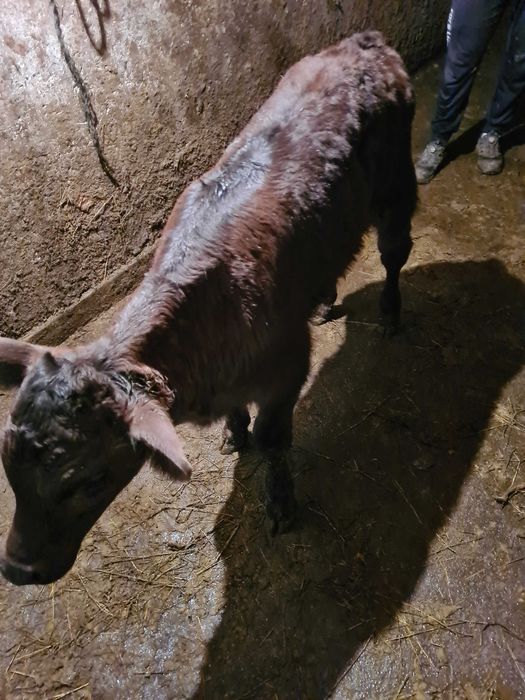 Vand doi taurasi de monta