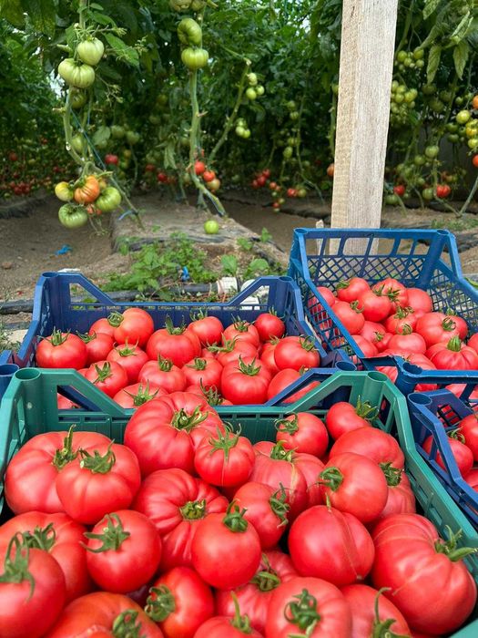 Rasaduri  de legume si plante aromatice - de calitate !