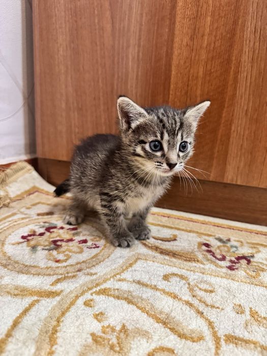 Отдаём котёнка в добрые руки