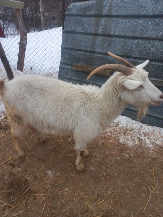 ВКонтакте желісіндегі қыз баланың суреттері