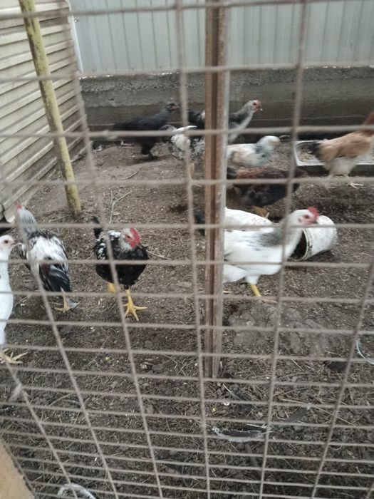 Продам Домашний куры