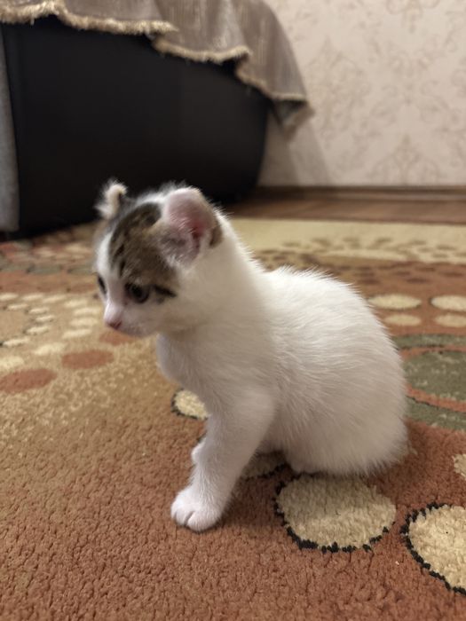 Американский керл