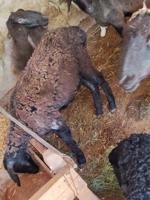 1 Қозылы қой сатылады