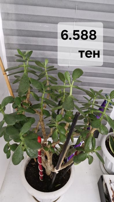 Денежное дерево.