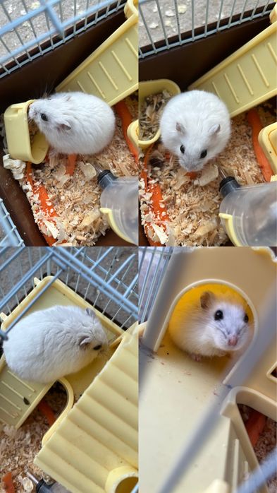 Белый хомяк девочка с клеткой