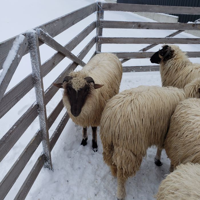 Vând mieluţe breze