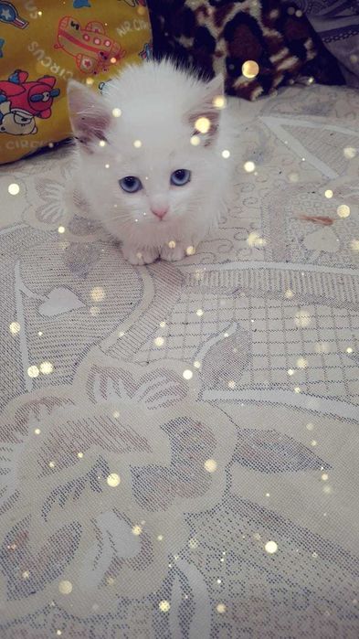 Очаровательный котенок в добрые руки