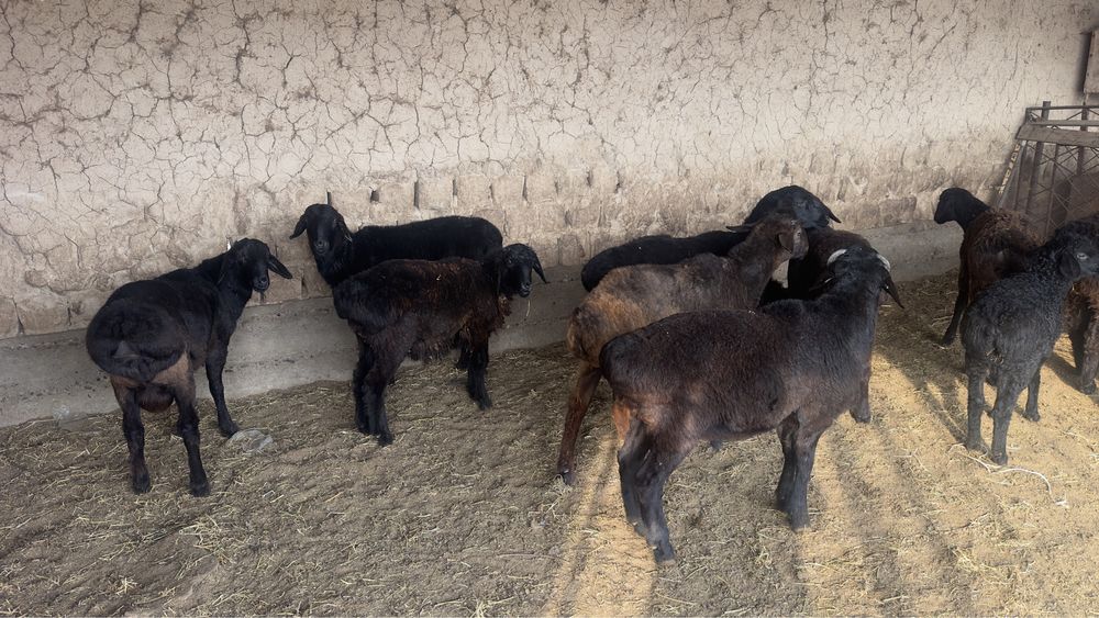 Кошкарлар сатылады