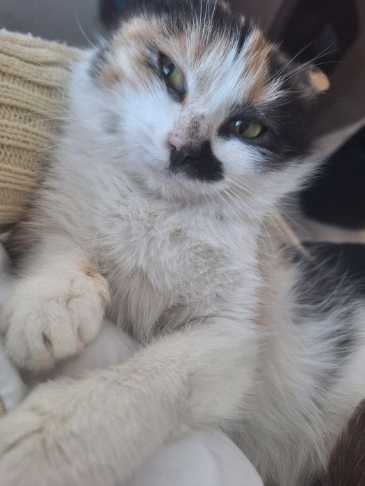 Кошечка ласковая красивая