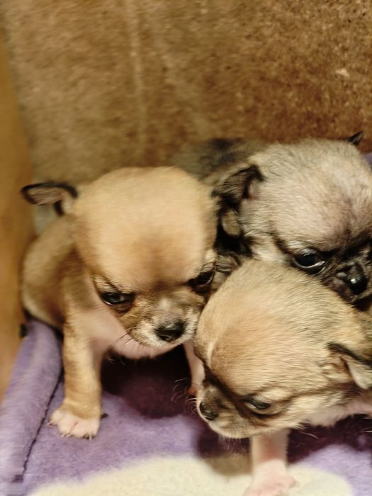 Чихуахуа супер мини