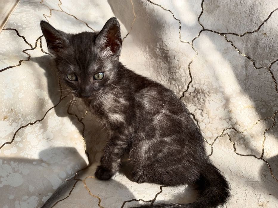 Бенгал дымчатое серебро