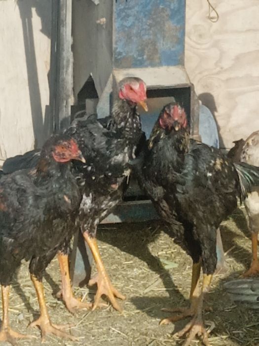 Птицы породы дакан