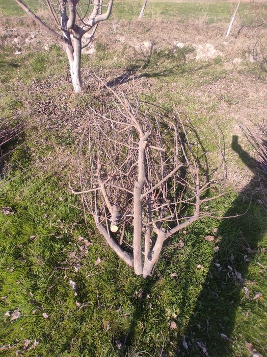 Daraxt shoxlari sotiladi