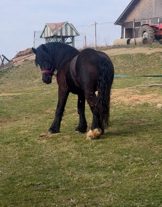 Mânz de 2 ani și 4 luni
