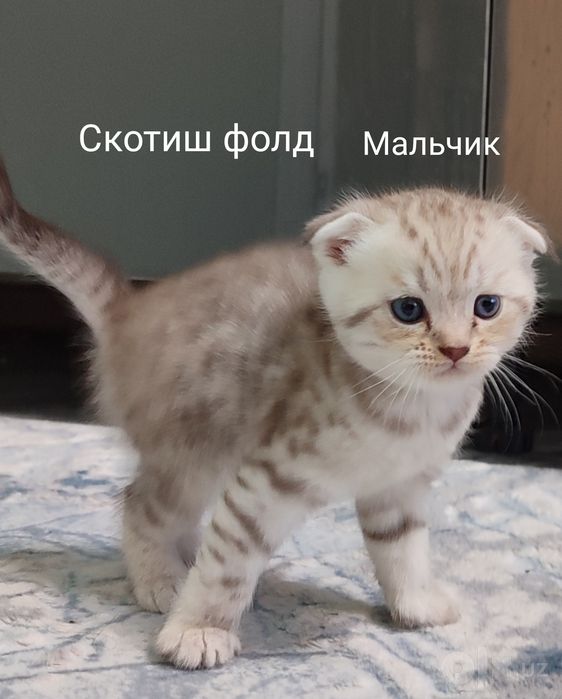 Продаю породистых котят дёшево
