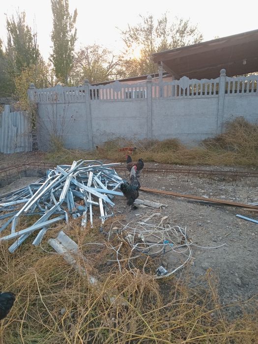 Петуха брамма продам.